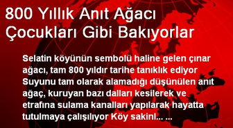 800 Yıllık Anıt Ağacı Çocukları Gibi Bakıyorlar