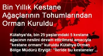 Kestane Ağaçlarının Tohumlarından Orman Kuruldu