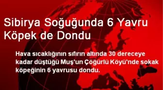 Sibirya Soğuğunda 6 Yavru Köpek de Dondu