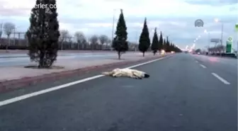 Ölü Köpeğe Çarpmamak İsterken Kamyona Çarptı