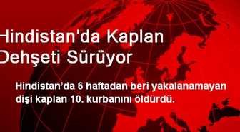 Hindistan'da Kaplan Dehşeti Sürüyor