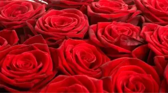 Adana'lı Çiçekçiler Sevgililer Günü'ne Hazır