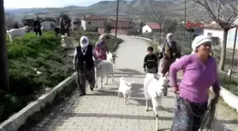 Keçisinin İpini Tutan Köy Meydanına Koştu