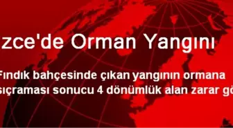 Düzce'de Orman Yangını