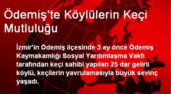 Ödemiş'te Köylülerin Keçi Mutluluğu