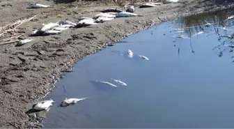 Misakça'da Kitlesel Balık Ölümleri