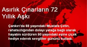 Asırlık Çınarların 72 Yıllık Aşkı