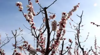 Çarşamba'da Erik Ağaçları Çiçek Açtı