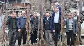 Ödemiş Chp, Köseler'de Meyve Fidanı Dağıttı