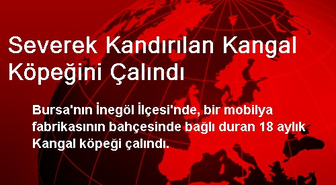 Severek Kandırılan Kangal Köpeğini Çalındı