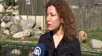 Ayılar Kış Uykusuna Yatamadı