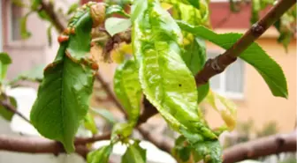 Böceklere Karşı 'Bordo Bulamacı' Yöntemi