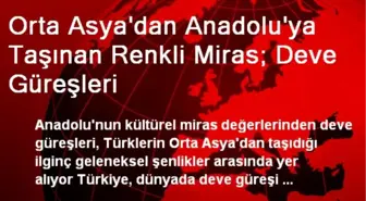 Orta Asya'dan Anadolu'ya Taşınan Renkli Miras; Deve Güreşleri