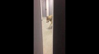 Soçi'de Kurt Skandalı