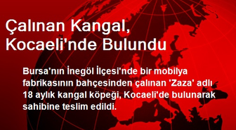 Çalınan Kangal, Kocaeli'nde Bulundu
