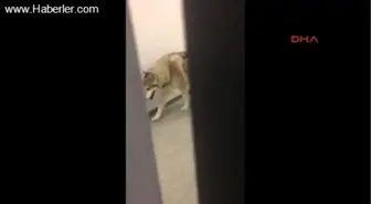 Soçi'deki Olimpiyat Köyüne İnen Kurt Herkesi Şok Etti? Nbc Olayı Böyle Duyurdu?