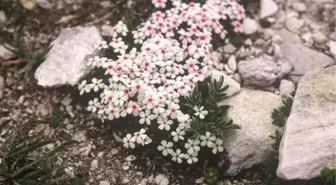 Uludağ'a 'Botanik Bahçesi' Kurulacak