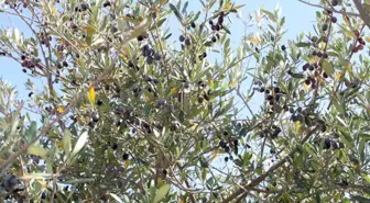 Bitez'deki Zeytin Ağaçları Tescilleniyor