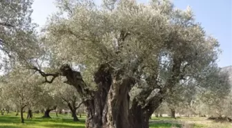 Bodrum'da bin yıllık zeytin ağaçları tescilleniyor -