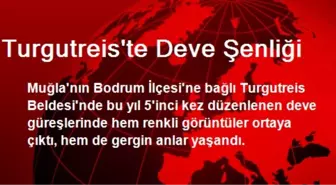 Turgutreis'te Deve Şenliği