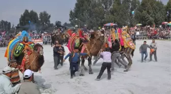Akyeniköy Belediyesince Düzenlenen Deve Güreşleri Büyük İlgi Gördü
