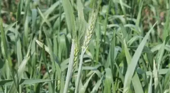 Havalar Isındı Buğdaylar Erken Başak Verdi