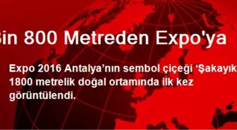 Bin 800 Metreden EXPO'ya