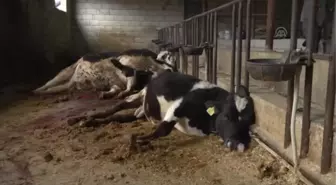 Elektrik Akımına Kapılan 6 İnek Telef Oldu