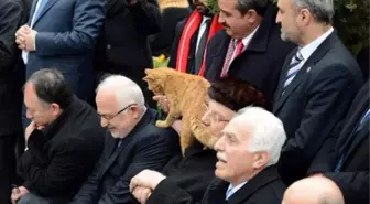 Erbakan'ı Anma Törenine Damga Vuran Kedi