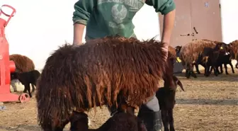 Koyunların Başında 24 Saat Doğum Nöbeti