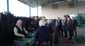 Pekgüzel, 'Organik Tarım Aydın'ın Geleceği, Gözbebeği'