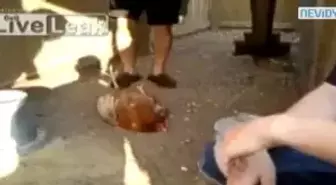 Tavuğu Hipnotize Ettiler