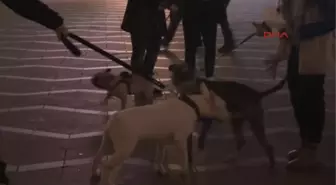 Hayvan Dostları Köpek Yasasına Karşı Yürüdü