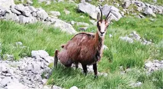 Hes'lerin Çevreye Etkisini Belirlemek İçin Yaban Keçileri İzleniyor