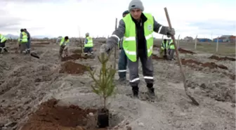 Artvin'de 4 Bin 400 Fidan Toprakla Buluştu