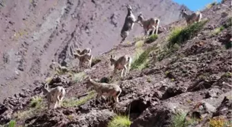 Tunceli'de Her Türlü Avlanma Yasaklandı