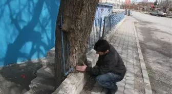 Söğüt Ağacı Demir Parmaklıkları Yuttu