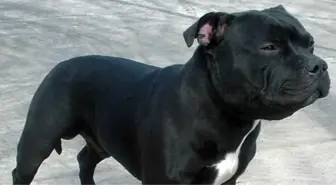Yeni Zelanda'yı Ayağa Kaldıran Köpek Saldırısı