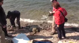 Bodrum'da yaralı caretta caretta bulundu -