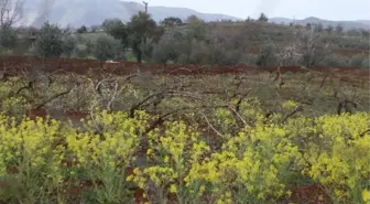 Toprak Yeşile Büründü