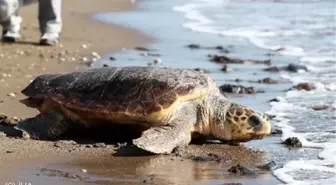 Baygın Halde Bulunan Caretta Caretta Tedavi Altına Alındı