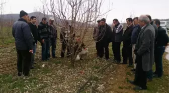 Beyşehirli Meyve Üreticilerine Budama Eğitimi Verildi