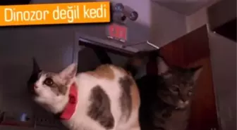 Jurassic Park'ta Kediler Olsaydı