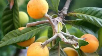 Turfanda Malta Eriğinin Kilosu 30 Liradan Satıldı