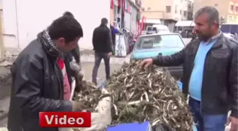 İlkbahar ile Birlikte Kenger Tezgahlardaki Yerini Aldı