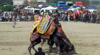 Çerçioğlu, Sezonun Son Deve Güreşini İzledi