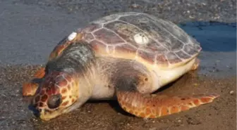 Dikili'de Ölü Caretta Caretta Kıyıya Vurdu