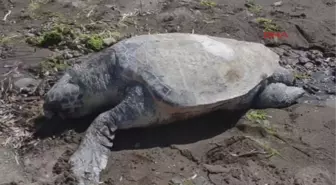 Dikili' de Ölü Caretta Caretta Kıyıya Vurdu