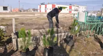 Hanönü'nde Mezarlığa Fidan Dikildi