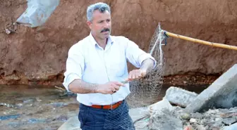 Harran Ovası'nda Balık Avlıyorlar